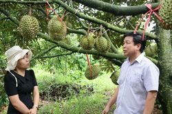 Đắk Sắk phát triển sầu riêng VietGAP đáp ứng thị trường