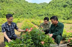 Ứng dụng khoa học, kỹ thuật nâng tầm giá trị cây sâm Cúc Phương