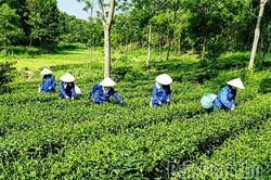Động lực để nông dân thi đua phát triển kinh tế
