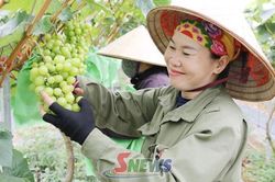 Cây trồng mới trên đất Thảo Nguyên