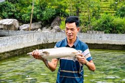 C&aacute; tầm T&acirc;y C&ocirc;n Lĩnh