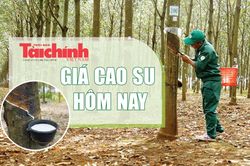 Ngày 5/8: Giá cao su trên các sàn giao dịch châu Á biến động trái chiều