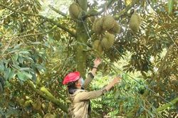 Từ truy xuất nguồn gốc đến bảo hộ tài sản trí tuệ: 'Vé thông hành' cho nông sản xuất khẩu