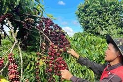 Lực cầu ổn định, cà phê giữ mốc 96.500 đồng/kg
