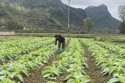 Phê duyệt và công bố kết quả thống kê diện tích đất đai năm 2025