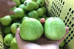Mua ổi chọn quả sần sùi hay nhẵn mới ngọt giòn? Người bán tiết lộ mẹo ít ai biết