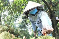 100% thủ tục cấp mã số vùng trồng sẽ thực hiện trên môi trường số