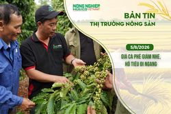 Thị trường n&ocirc;ng sản 5/8/2026: Gi&aacute; c&agrave; ph&ecirc; giảm nhẹ, hồ ti&ecirc;u đi ngang