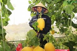 Nghệ An ho&agrave;n th&agrave;nh chuyển đổi 51 m&atilde; số v&ugrave;ng trồng, từng bước chuẩn h&oacute;a v&ugrave;ng nguy&ecirc;n liệu
