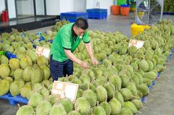 Gỡ 'vòng kim cô', mở lối cho trái cây Việt xuất ngoại