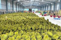 Xuất khẩu rau quả cả nước ước đạt 4,76 tỷ USD, tăng 23%