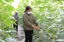 Nông dân xã Thanh Trì: Chung sức xây dựng nông thôn mới nâng cao, kiểu mẫu