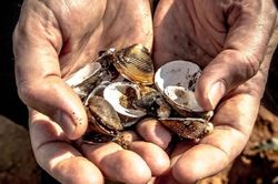 Tiền thời cổ đại là vỏ sò, sao người nghèo không ra bờ biển để nhặt?