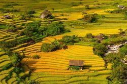 Mùa lúa vàng rực gây 'sốt' ở Nậm Cang nhìn từ trên cao
