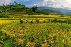 Toàn cảnh mùa lúa chín ở thung lũng Nậm Cang