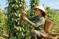 Giá hồ tiêu hôm nay 6.8.2026 giữ ổn định sau nhiều phiên giằng co