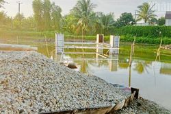 Cà Mau: Người dân bức xúc việc tôm nuôi bị chết do thi công đường dây cao thế