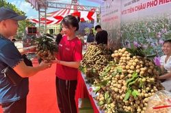 Hưng Yên: Xã Tân Hưng tổ chức xúc tiến thương mại tiêu thụ nhãn