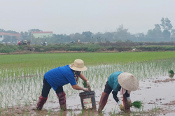 Khai thác hiệu quả quỹ đất nông nghiệp