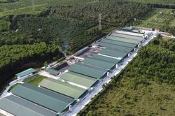 Gia Lai đầu tư chuỗi chăn nuôi công nghệ cao hơn 3.600 tỷ đồng