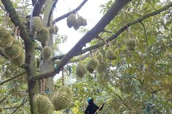 Để nông sản tỷ đô không vỡ trận xuất khẩu: Minh bạch thủ tục, lập lại trật tự