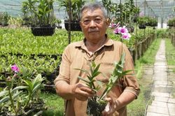 Từ 5 giò lan làm cảnh, lão nông TPHCM có vườn hoa doanh thu hơn 1 tỷ đồng/năm