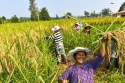 Không còn là giấc mơ: Lúa cao 2m, năng suất vượt trội sau 50 năm nghiên cứu