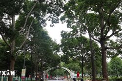 Buôn Ma Thuột - đô thị dưới những tán cổ thụ