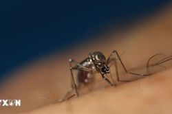 Italy và Hy Lạp trở thành điểm nóng của virus Tây sông Nile
