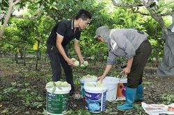 Làm giàu từ cây na ở vùng cao