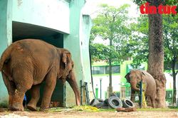 Hà Nội: Nghiên cứu mô hình công viên động vật bán hoang dã tại ngoại thành