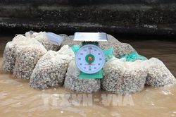 M&ugrave;a thu hoạch ngh&ecirc;u thương phẩm tr&uacute;ng gi&aacute; ở G&ograve; C&ocirc;ng