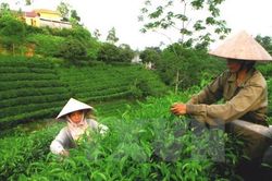 Nhận diện thương hiệu 'Chè Thái Nguyên' trên nền tảng số