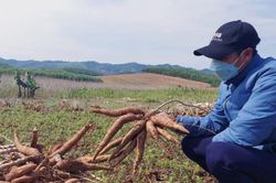 Giá sắn tăng cao, mở ra chu kỳ tăng trưởng mới cho chế biến và nguồn nhiên liệu sinh học