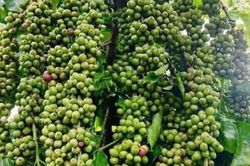 Giá cà phê hôm nay 6/8/2026: Tây Nguyên áp sát 100.000 đồng/kg, Arabica và Robusta cùng khởi sắc