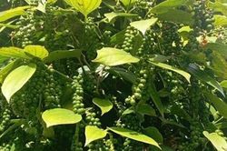 Gi&aacute; ti&ecirc;u h&ocirc;m nay 6/8/2026: L&acirc;m Đồng cao hơn v&ugrave;ng thấp nhất 3.000 đồng/kg, thị trường lặng s&oacute;ng