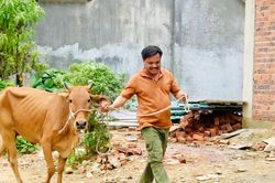 Xã Sông Kôn cấp phát 57 bò giống cho 19 hộ dân khó khăn