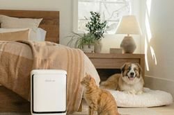 Đánh giá công nghệ trên Levoit Vital Pet Pro: Lựa chọn tối ưu cho không gian nuôi thú cưng