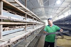 Xây dựng chuỗi liên kết nuôi chim cút