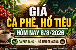 Giá cà phê, hồ tiêu hôm nay 6/8: Cà phê tăng, giá tiêu đi ngang
