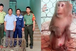 Người d&acirc;n Al B&aacute; tự nguyện giao nộp c&aacute; thể khỉ qu&yacute; hiếm