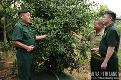 Cựu chiến binh làm kinh tế giỏi