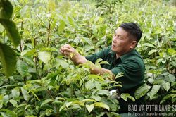 Cựu chiến binh làm kinh tế giỏi