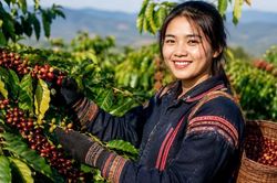 Giá cà phê hôm nay 6/8: Tăng mạnh tới 1.800 đồng/kg