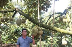 Để những mùa sầu riêng cho năng suất, chất lượng