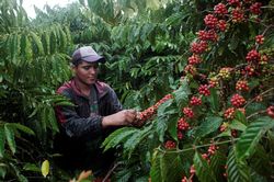 Giá cà phê hôm nay 6/8: Tiếp tục tăng, robusta lên cao nhất 1 tuần