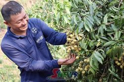 Mường Bú vào mùa thu hoạch nhãn