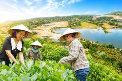 Chủ động thích ứng khi đất nông nghiệp thu hẹp