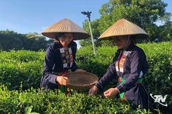 Khe Cốc viết tiếp câu chuyện thương hiệu trà