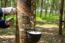 Ngày 6/8: Giá cao su thế giới đồng loạt tăng, trong nước ổn định